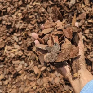 Large Pine Bark