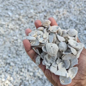 Washed Shells
