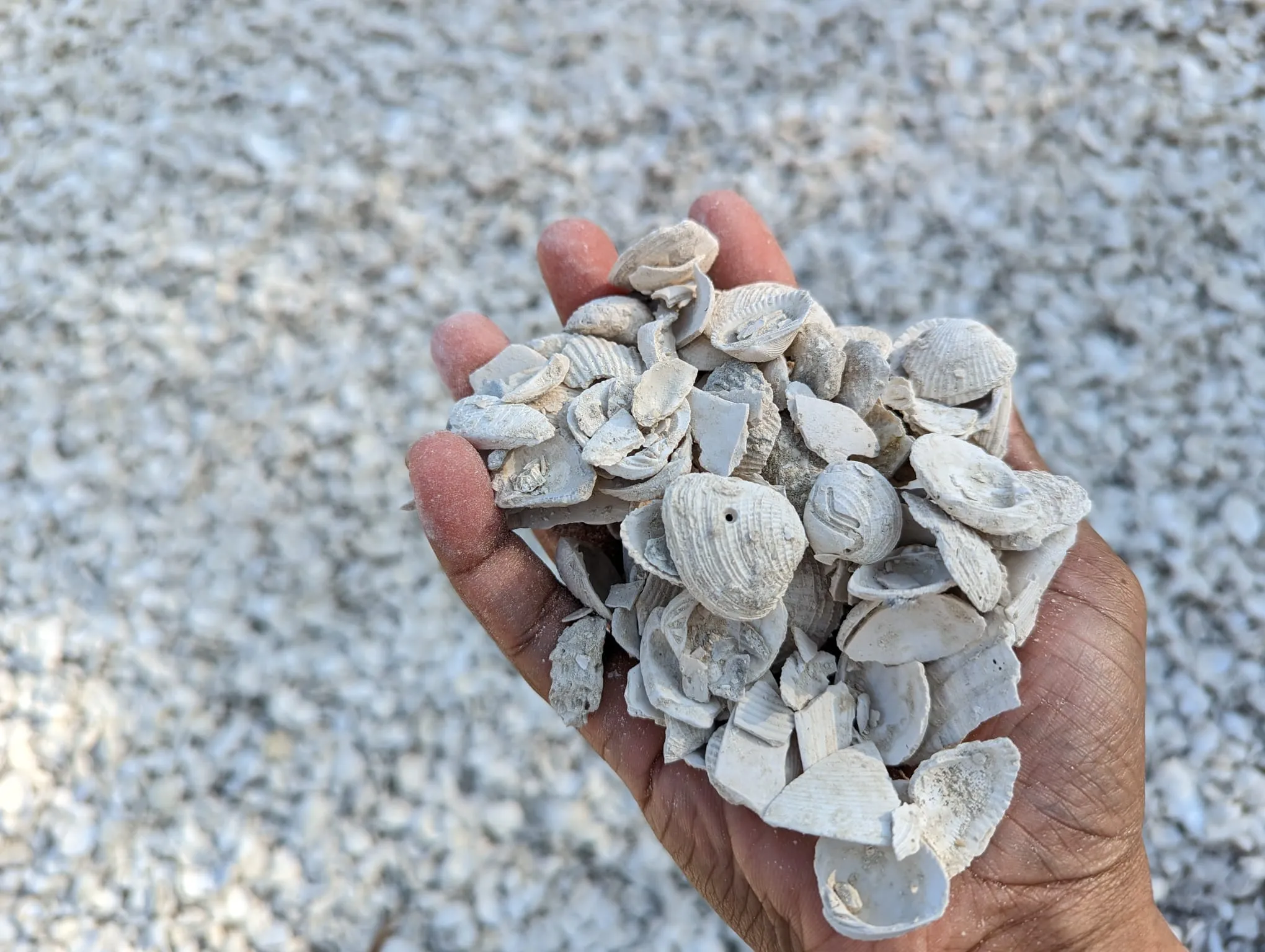 Washed Shells